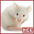  Mice 