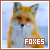  Foxes 