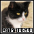  Cats: Tuxedo 