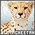  Cheetahs 